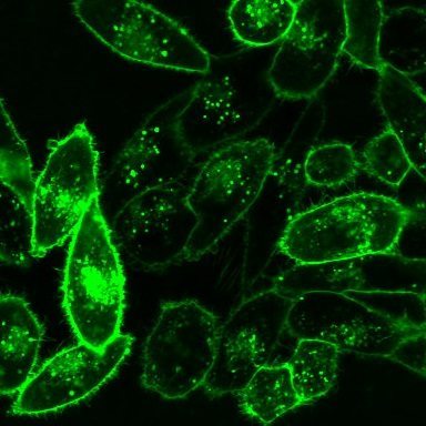 CellBrite® Cytoplasmic Membrane Dyes - Image 4