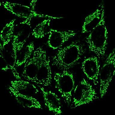 MitoView™ Dyes