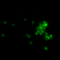 BactoView™ Live Fluorescent Bacterial Stains - Image 10