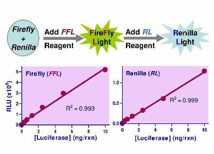 Dual-Luciferase Reporter Gene Assay Kit