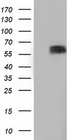 BTN1A1 Mouse Monoclonal Antibody [Clone ID: OTI7B5]