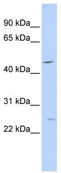 PLP1 Rabbit Polyclonal Antibody