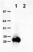 Mouse monoclonal tGFP antibody (clone OTI2H8), HRP conjugated