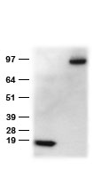 Anti-DDK (FLAG) Goat polyclonal antibody