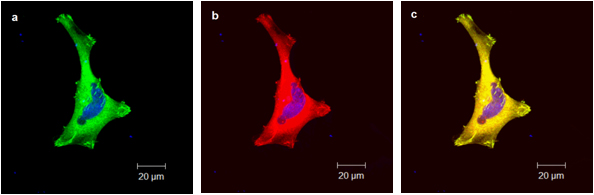 Mouse monoclonal tGFP antibody (clone OTI2H8), DyLight 594 conjugated