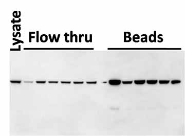 Clone OTI4C5, Anti-DDK (FLAG) Monoclonal antibody, HRP