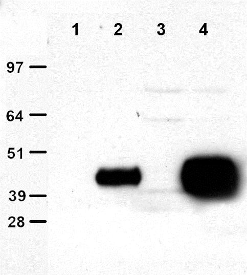 Clone OTI4C5, Anti-DDK (FLAG) Monoclonal Antibody, Agarose Beads