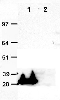 Mouse Monoclonal tGFP Antibody, Clone OTI2H8, Magnetic Beads