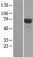 HSP70-1A (HSPA1A) (NM_005345) Human Over-expression Lysate