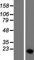 HMGA2 (NM_003484) Human Over-expression Lysate