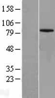 Mitofusin 1 (MFN1) (NM_033540) Human Over-expression Lysate