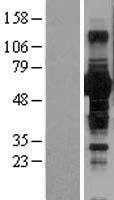 BTN1A1 (NM_001732) Human Over-expression Lysate