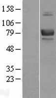 CD239 (BCAM) (NM_005581) Human Over-expression Lysate