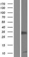 IL2 Receptor alpha (IL2RA) (NM_000417) Human Over-expression Lysate