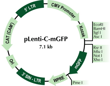 pLenti-C-mGFP Lentiviral Gene Expression Vector