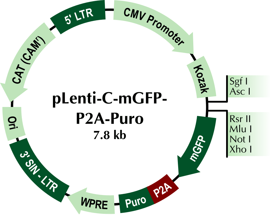 pLenti-C-mGFP-P2A-Puro Lentiviral Gene Expression Vector