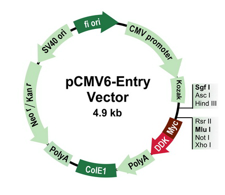 pCMV6-Entry Mammalian Expression Vector