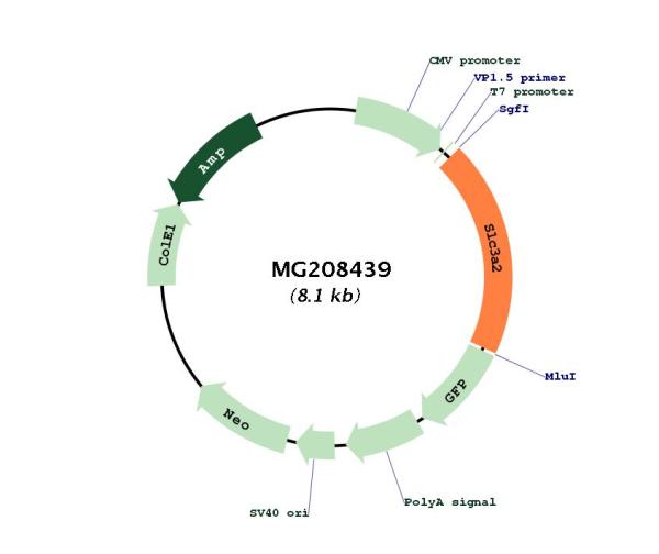 Slc3a2 (NM_008577) Mouse Tagged ORF Clone