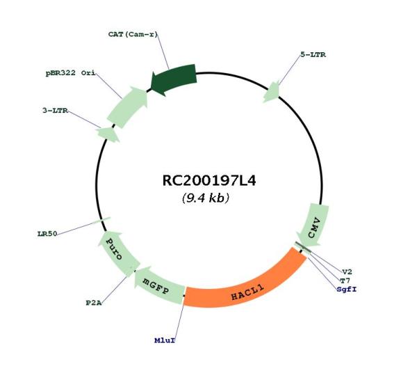 2 Hydroxy phytanoyl CoA lyase (HACL1) (NM_012260) Human Tagged Lenti ORF Clone