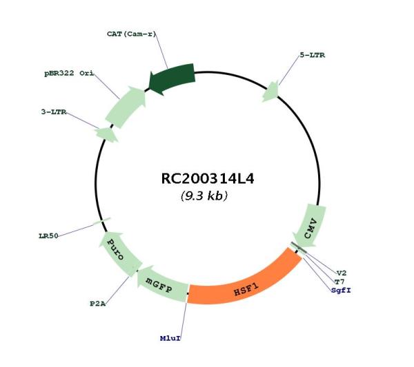 HSF1 (NM_005526) Human Tagged Lenti ORF Clone