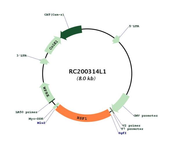 HSF1 (NM_005526) Human Tagged Lenti ORF Clone