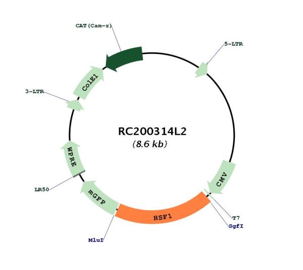 HSF1 (NM_005526) Human Tagged Lenti ORF Clone