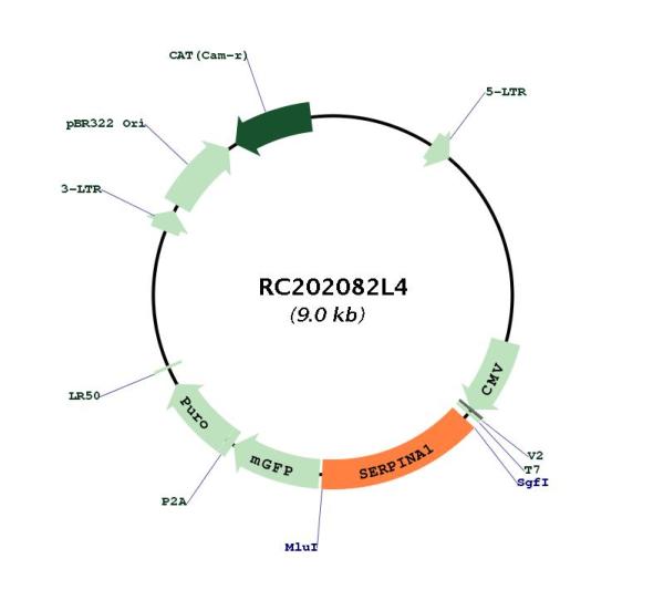 alpha 1 Antitrypsin (SERPINA1) (NM_000295) Human Tagged Lenti ORF Clone