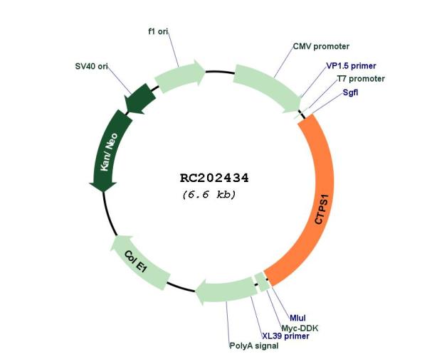 CTP synthase (CTPS1) (NM_001905) Human Tagged ORF Clone