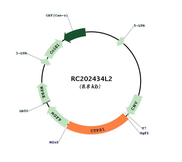 CTP synthase (CTPS1) (NM_001905) Human Tagged Lenti ORF Clone