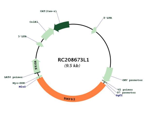 BMPR2 (NM_001204) Human Tagged Lenti ORF Clone