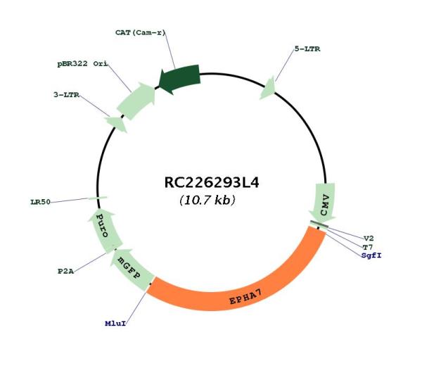 Eph receptor A7 (EPHA7) (NM_004440) Human Tagged Lenti ORF Clone