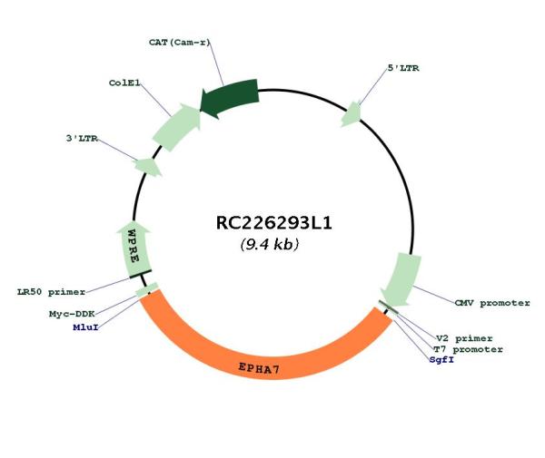 Eph receptor A7 (EPHA7) (NM_004440) Human Tagged Lenti ORF Clone