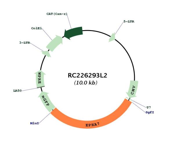 Eph receptor A7 (EPHA7) (NM_004440) Human Tagged Lenti ORF Clone