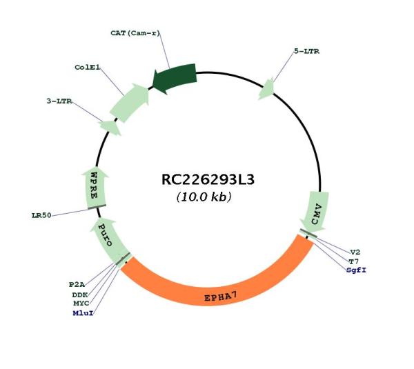 Eph receptor A7 (EPHA7) (NM_004440) Human Tagged Lenti ORF Clone