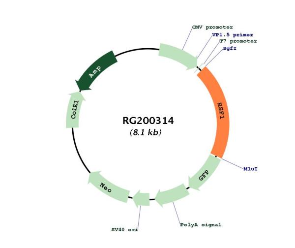 HSF1 (NM_005526) Human Tagged ORF Clone