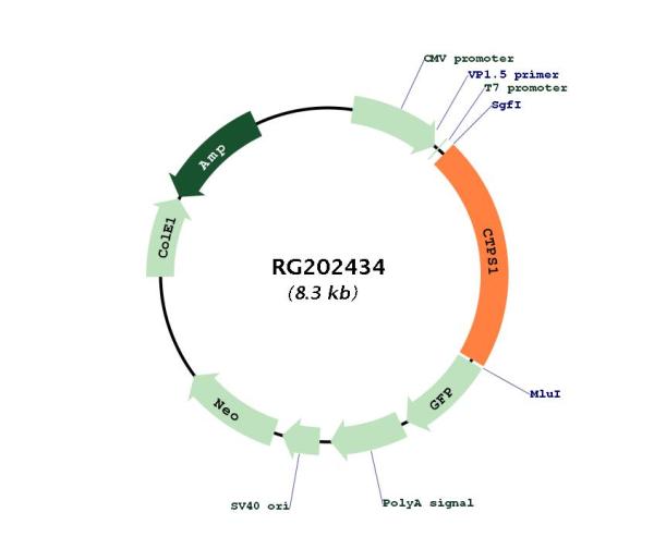 CTP synthase (CTPS1) (NM_001905) Human Tagged ORF Clone