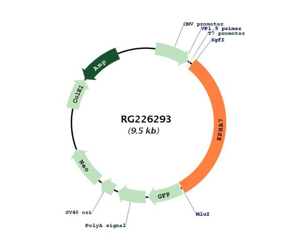 Eph receptor A7 (EPHA7) (NM_004440) Human Tagged ORF Clone