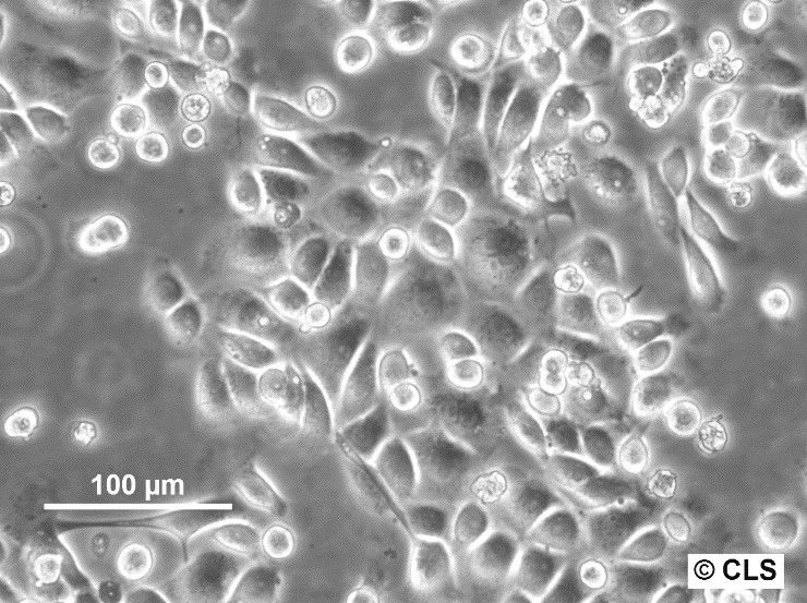 KLN-205 Cells