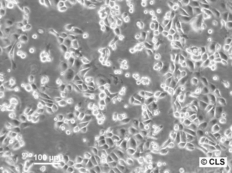 KLN-205 Cells