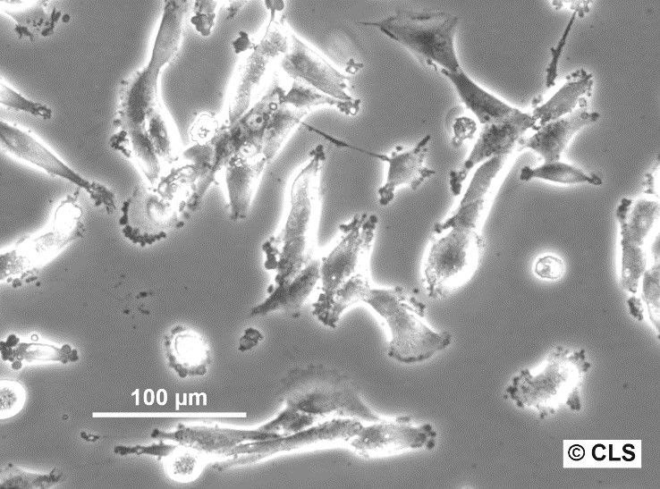 HS-683 Cells