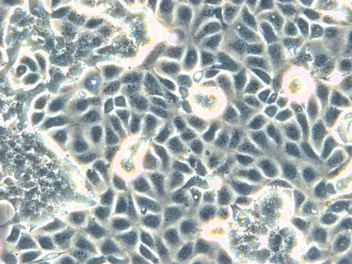 RPMI 2650 Cells