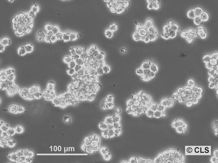 AR42J Cells