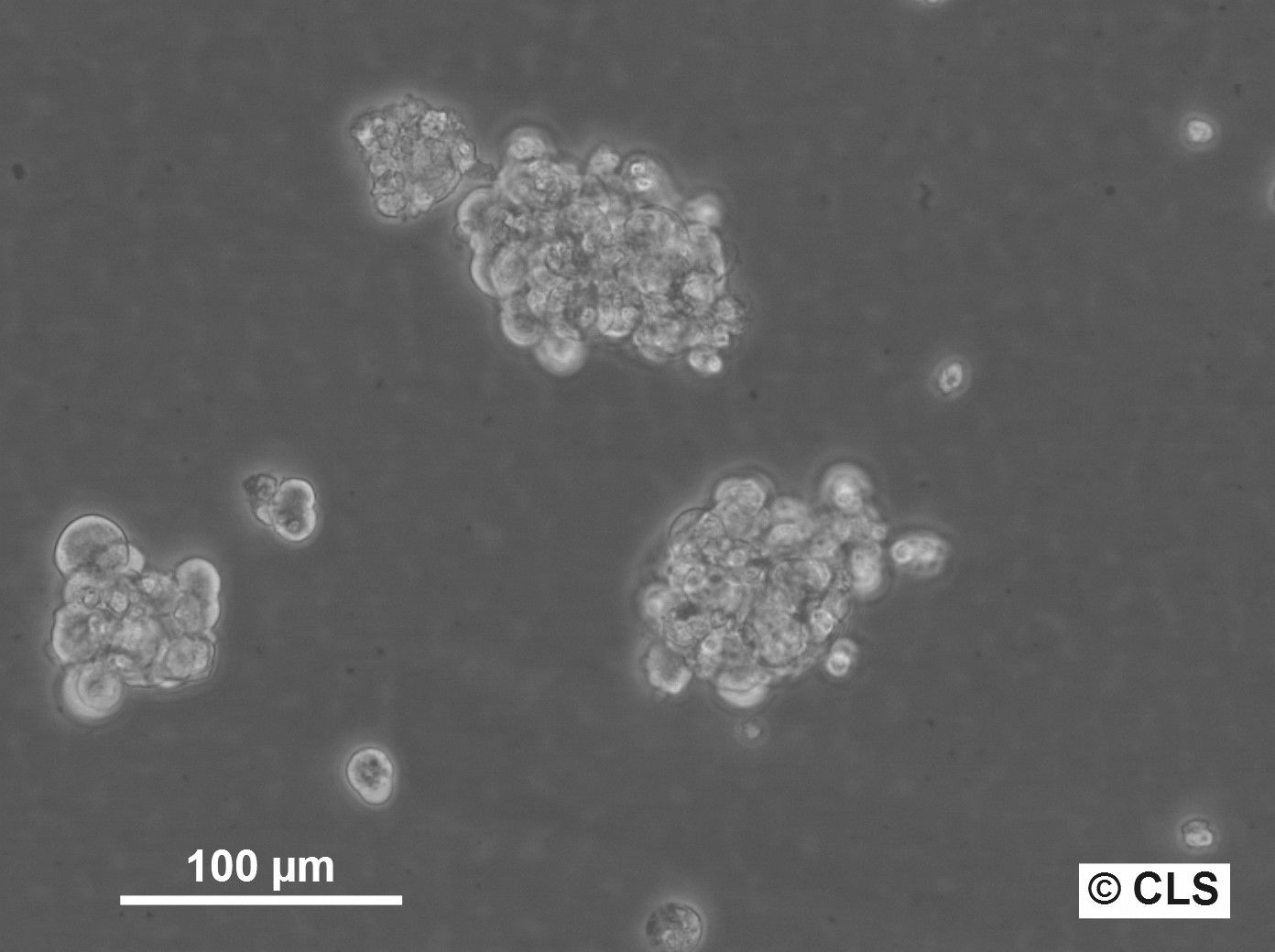 NCH644 Cells