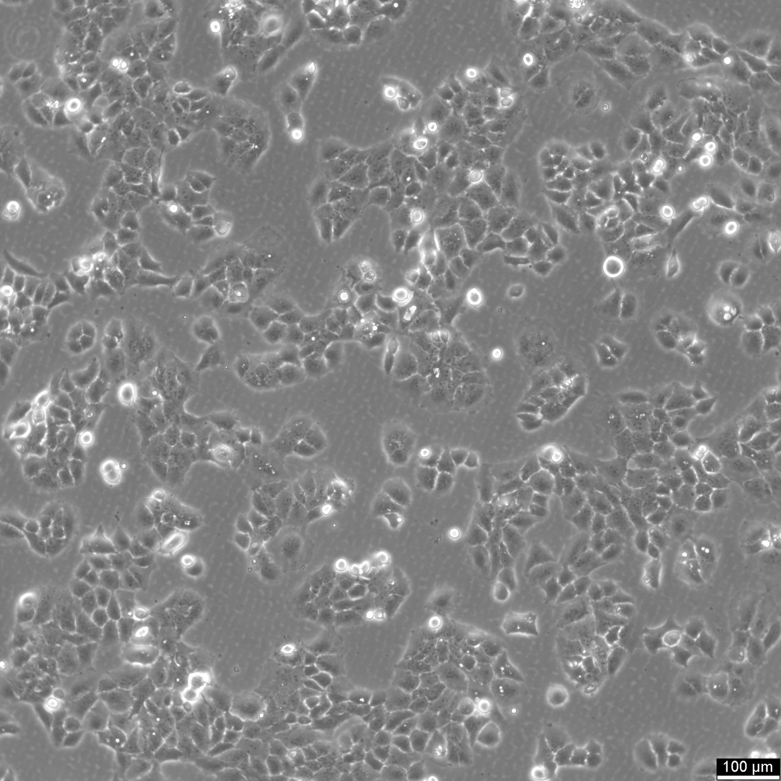 MS751 Cells