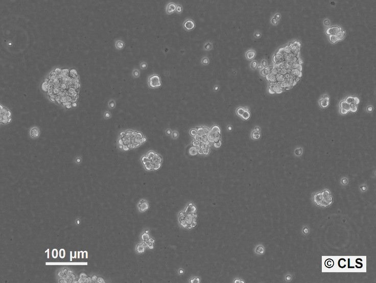 NCH644 Cells