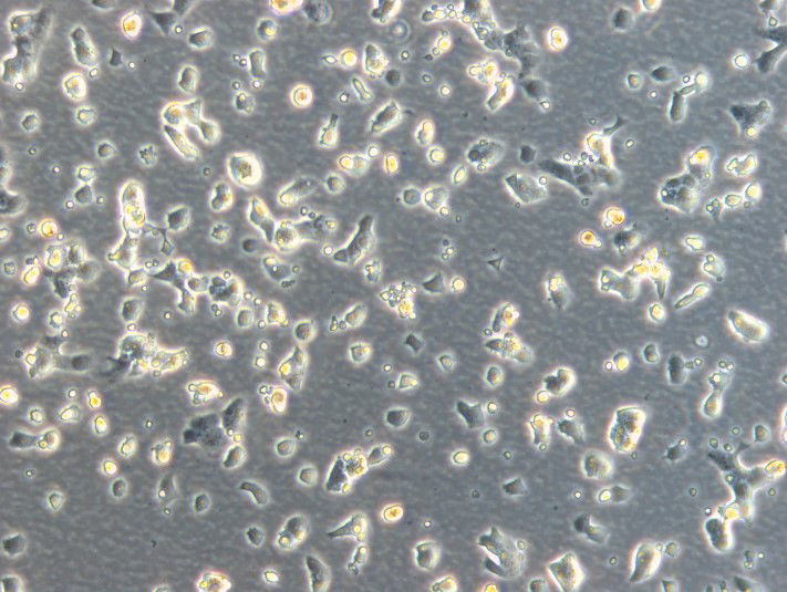 RPMI 2650 Cells