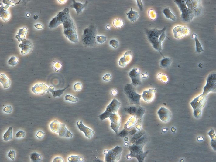 RPMI 2650 Cells