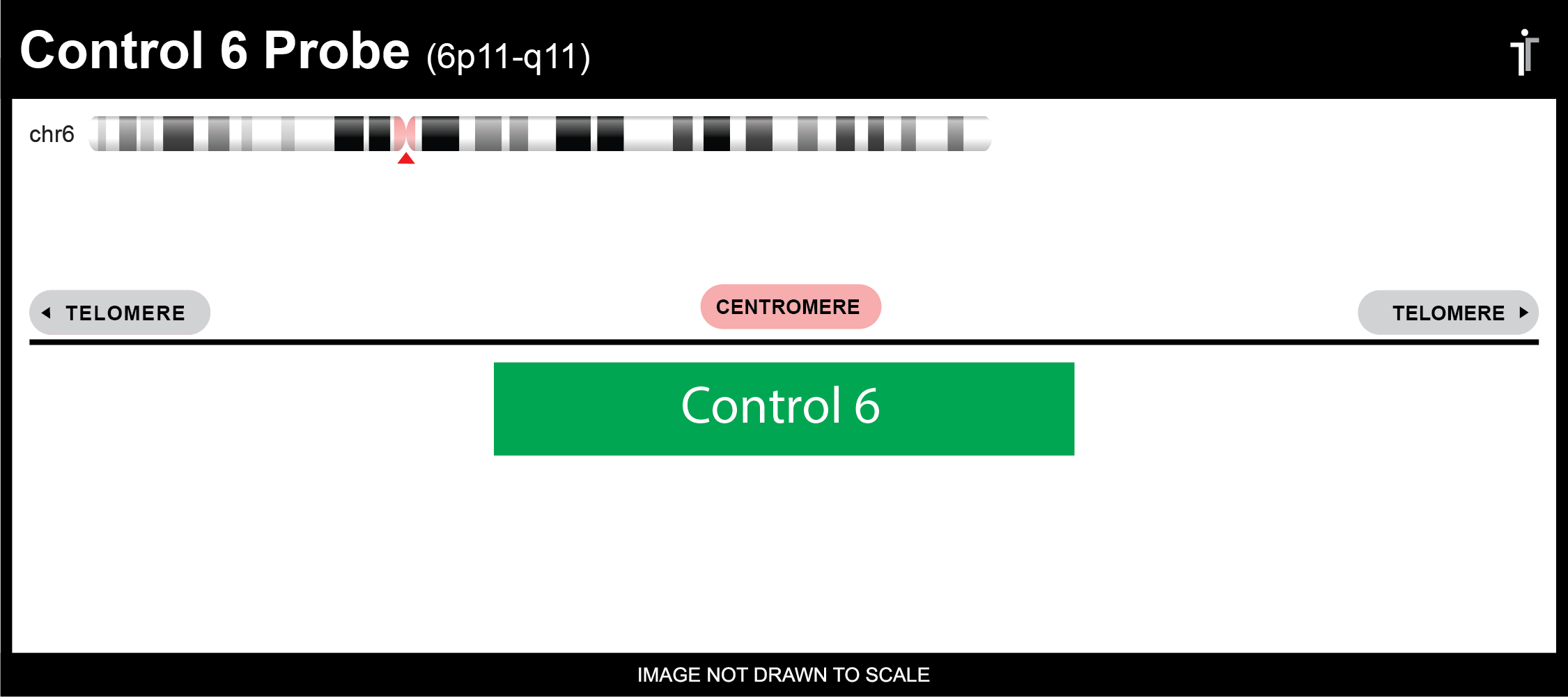 Chromosome