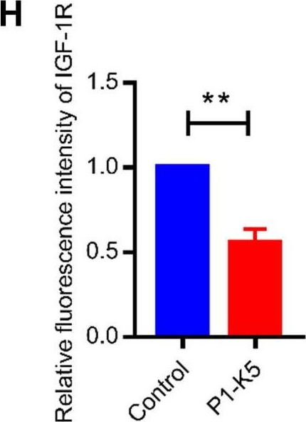 PINCH-1 promotes IGF-1 receptor expression and skin cancer progression through inhibition of the GRB10-NEDD4 complex.