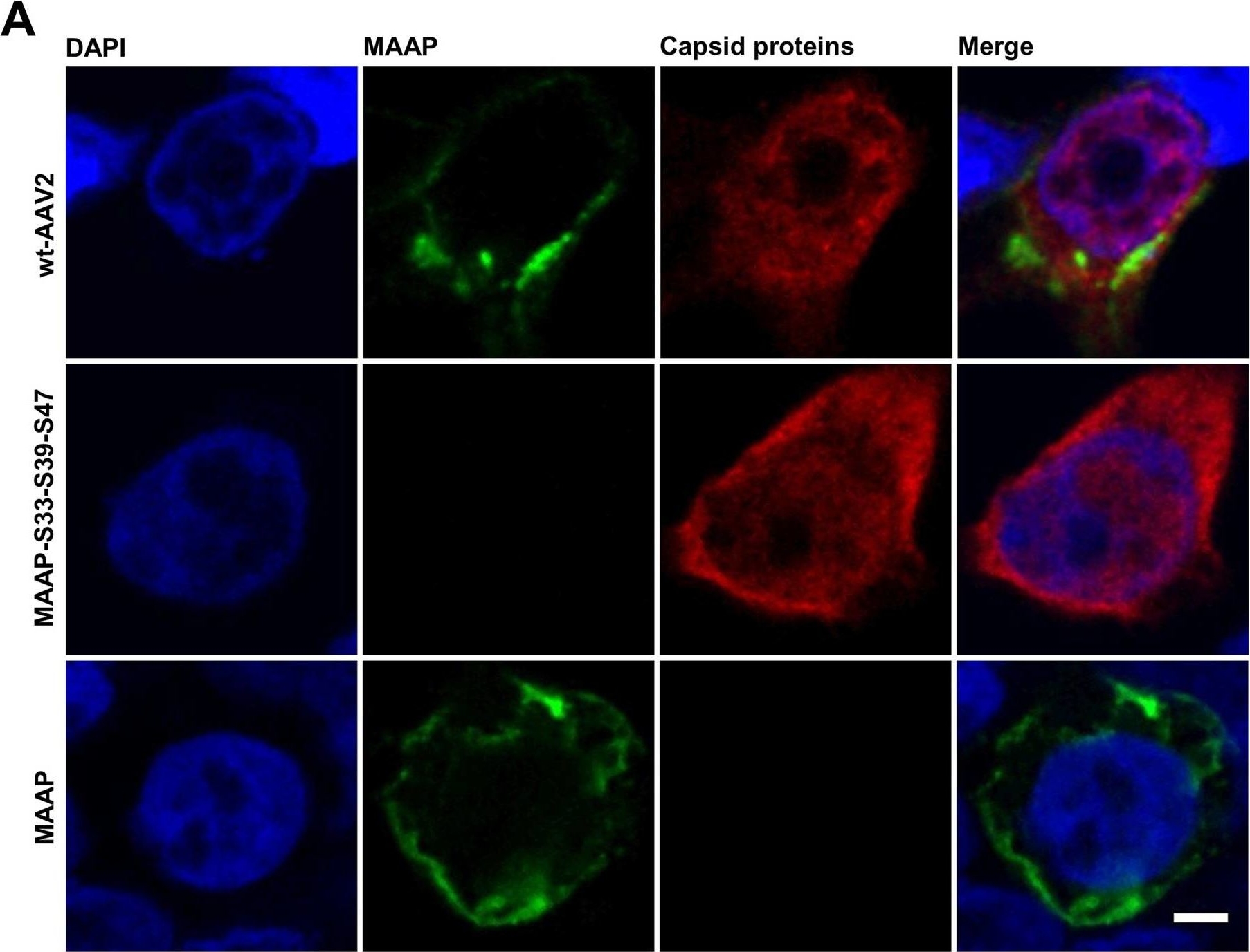 Functional roles of the membrane-associated AAV protein MAAP.